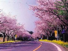 Zg  Japanese