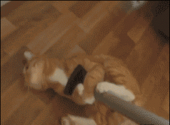 ЦGIF(dng)B(ti)DЦ
